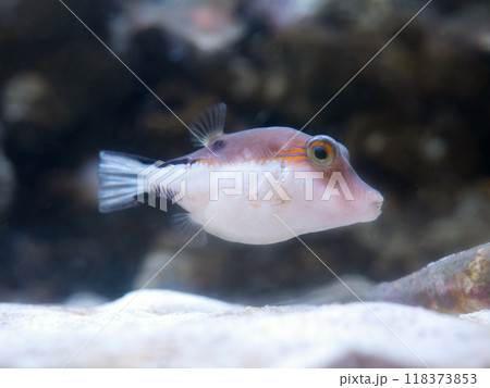 カリビアンシャープノーズパファー カリビアンシャープノーズパファー 118373853