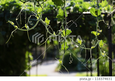 葉っぱの美しさ 葉っぱの美しさ 118374631