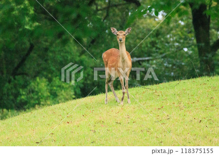 鹿のいる風景 118375155