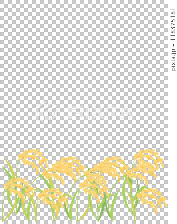 Illustration of ripe rice and ears of rice (vertical version) Illustration of ripe rice and ears of rice (vertical version) 118375181