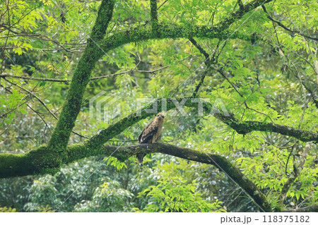宮崎県綾町の森 118375182