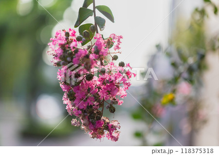 秋の花 9月10月11月 秋の花 9月10月11月 118375318