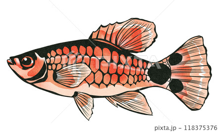 育て易く可愛い熱帯魚ミッキーマウスプラティの切り絵イラスト 118375376