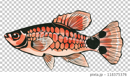 育て易く可愛い熱帯魚ミッキーマウスプラティの切り絵イラスト 118375376