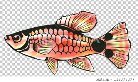 米老鼠 Platy 的剪紙插圖,帶有超可愛的米老鼠尾鰭圖案 米老鼠 Platy 的剪紙插圖,帶有超可愛的米老鼠尾鰭圖案 118375377