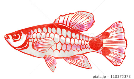 尾びれにミッキーマウス模様の熱帯魚ミッキーマウスプラティ切り絵イラスト 尾びれにミッキーマウス模様の熱帯魚ミッキーマウスプラティ切り絵イラスト 118375378