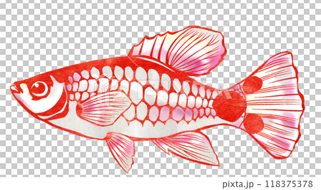 尾びれにミッキーマウス模様の熱帯魚ミッキーマウスプラティ切り絵イラスト 尾びれにミッキーマウス模様の熱帯魚ミッキーマウスプラティ切り絵イラスト 118375378