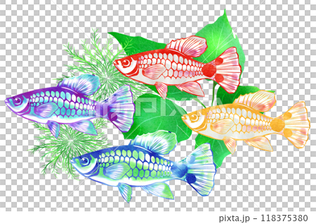 A cute and fertile Mickey Mouse Platy cutout illustration A cute and fertile Mickey Mouse Platy cutout illustration 118375380