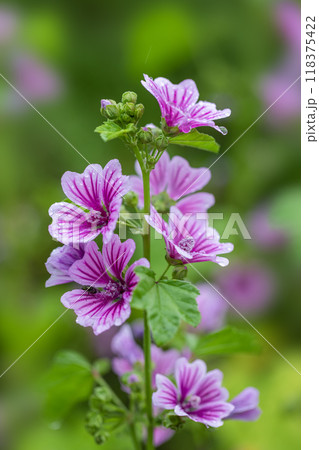 夏の花　6月7月8月 118375422