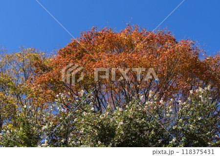 サザンカと紅葉 118375431