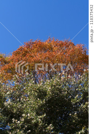 サザンカと紅葉 118375432
