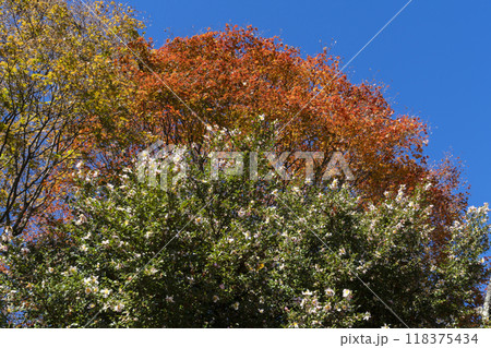 サザンカと紅葉 118375434
