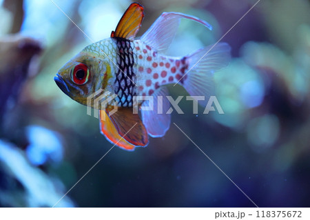 マリンピア日本海の小さな熱帯魚 118375672