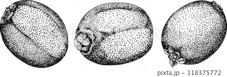 Vector hand drawn engraving Kiwifruit or Chinese gooseberry, or yangtaosign. 118375772