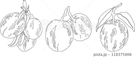 Pepino fruit, melon pear, Solanum muricatum.  118375806