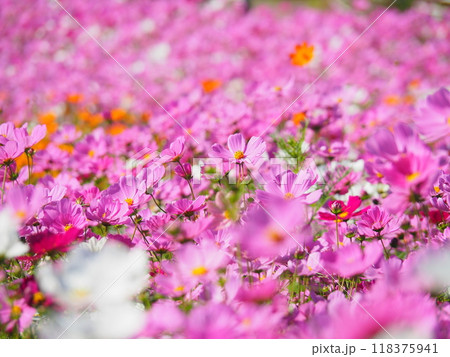 満開のコスモス畑に咲く乱れるピンク色のコスモス 満開のコスモス畑に咲く乱れるピンク色のコスモス 118375941