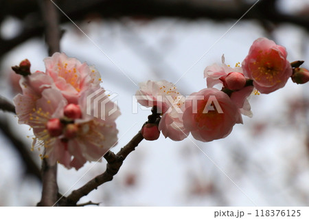 桃色が美しい梅花 118376125
