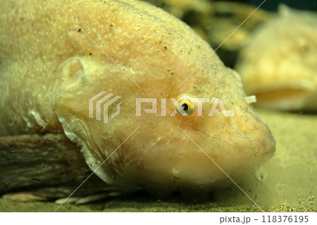 マリンピア日本海の愛嬌たっぷりのビクニン マリンピア日本海の愛嬌たっぷりのビクニン 118376195