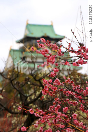 梅の花と天守を見る風景 118376229