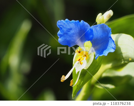 ツユクサ 118376238