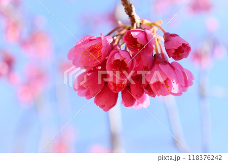台湾緋桜 濃いピンク色の桜の花 クローズアップ 台湾緋桜 濃いピンク色の桜の花 クローズアップ 118376242