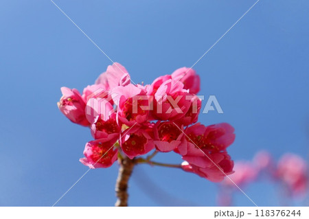 台湾緋桜　濃いピンク色の桜の花　クローズアップ 118376244
