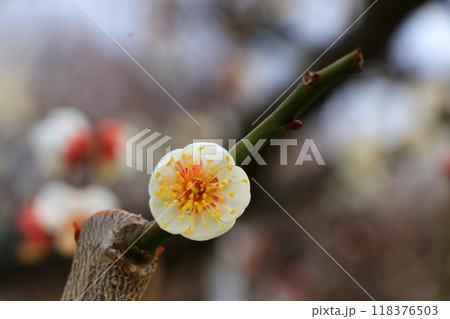 白い梅の花 118376503