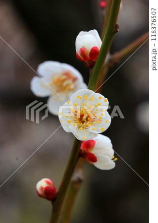 白い梅の花 白い梅の花 118376507