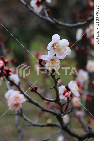 白い梅の花 白い梅の花 118376527