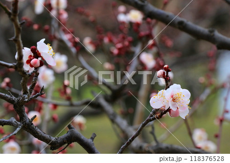 咲き始めた梅の花 咲き始めた梅の花 118376528