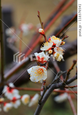 白い梅の花 118376541