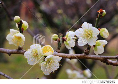 白い梅の花 118376543