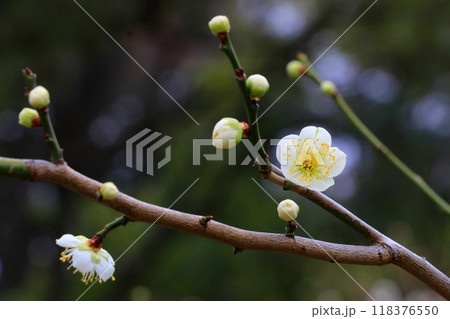 白い梅の花 118376550
