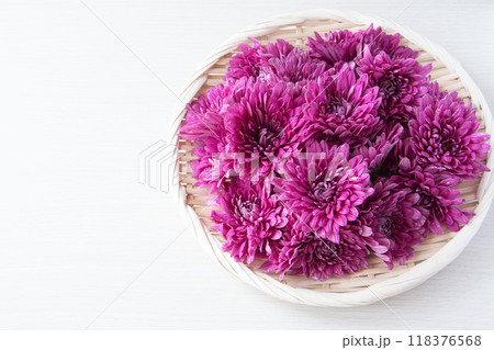 ザルに盛った菊 118376568