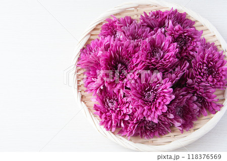 ザルに盛った菊 ザルに盛った菊 118376569