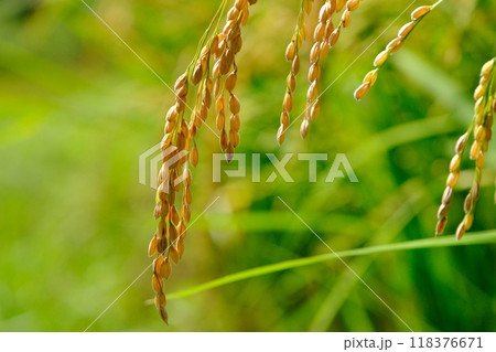 収穫間近 たわわに実った稲穂 奈良ばい谷戸 収穫間近 たわわに実った稲穂 奈良ばい谷戸 118376671