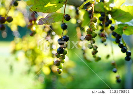 ナツハゼ　コハゼの実 118376891