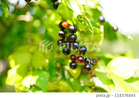 ナツハゼ コハゼの実 ナツハゼ コハゼの実 118376893