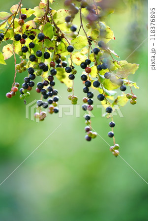 ナツハゼ　コハゼの実 118376895