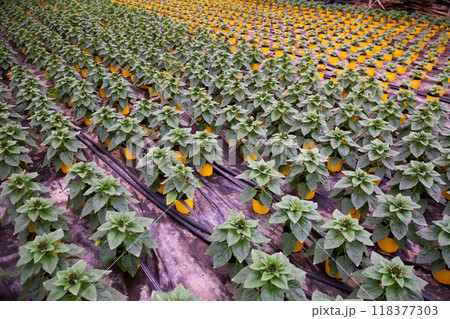 Potted ornamental Helianthus in hothouse Potted ornamental Helianthus in hothouse 118377303