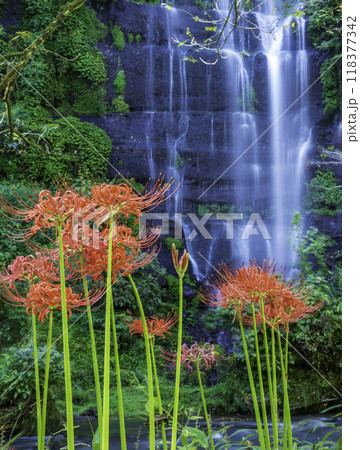 都留市太郎次郎滝と彼岸花 118377342