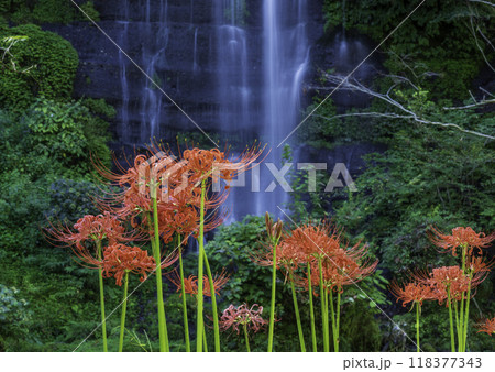 都留市太郎次郎滝と彼岸花 都留市太郎次郎滝と彼岸花 118377343
