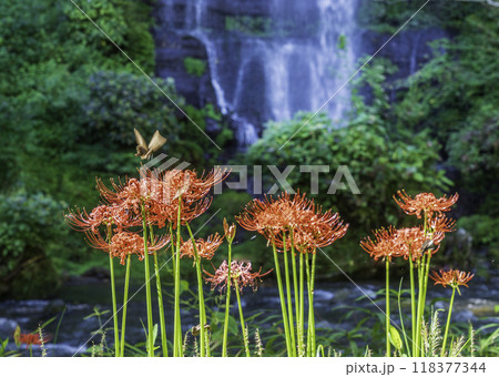 都留市太郎次郎滝と彼岸花 都留市太郎次郎滝と彼岸花 118377344
