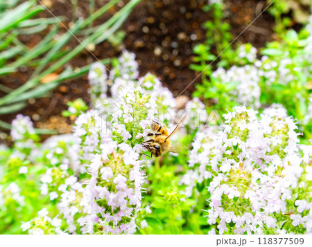 満開のワイルドタイムの蜜を集めるかわいいミツバチ 満開のワイルドタイムの蜜を集めるかわいいミツバチ 118377509