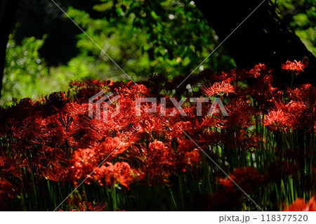 森に咲く彼岸花 118377520