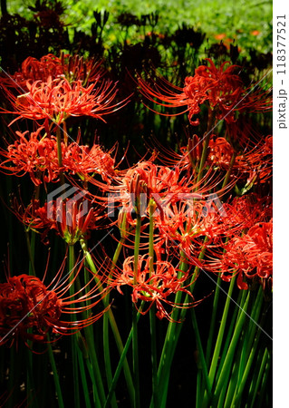 秋の巾着田、木陰で、真っ赤な彼岸花を咲かせる彼岸桜の花 118377521