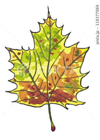 手描きの水彩画(絵手紙)「紅葉したプラタナスの葉」 手描きの水彩画(絵手紙)「紅葉したプラタナスの葉」 118377869