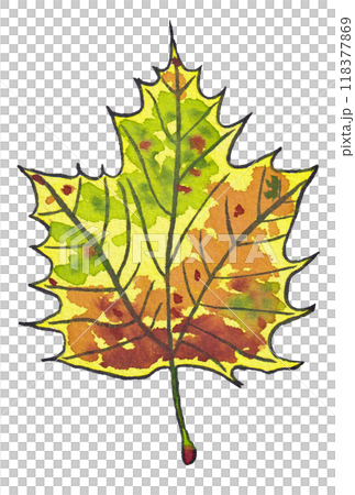手描きの水彩画(絵手紙)「紅葉したプラタナスの葉」 手描きの水彩画(絵手紙)「紅葉したプラタナスの葉」 118377869