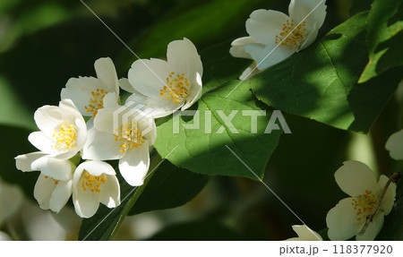 Flowers Jasmine White or Mock Orange is a shrub, family Olive Flowers Jasmine White or Mock Orange is a shrub, family Olive 118377920