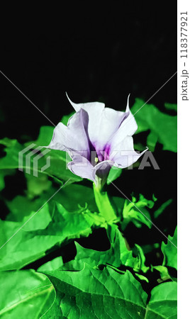 Flowers Datura common close-up very delicate and beautiful Flowers Datura common close-up very delicate and beautiful 118377921